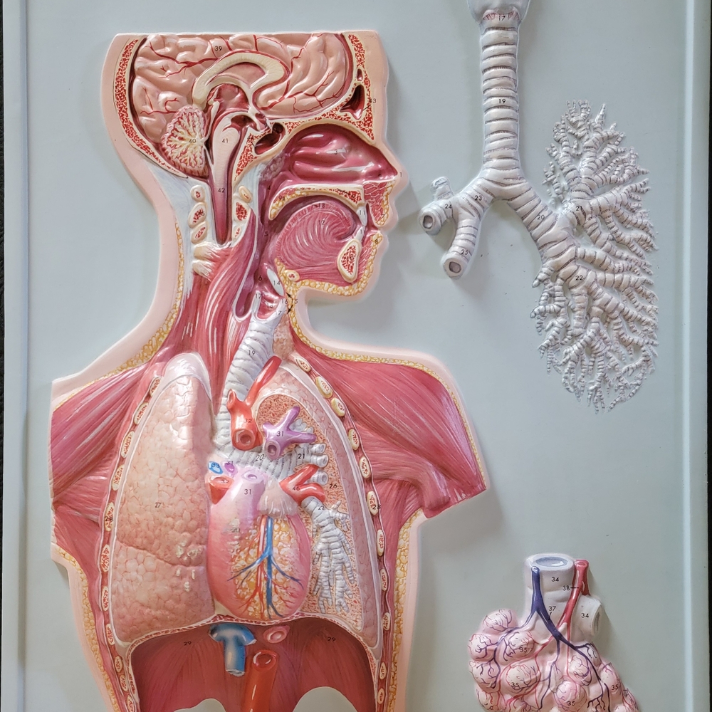 Hubbard 3D Scientific Model 1967 RESPIRATORY SYSTEM